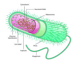 Understanding Bacteria: Their Role in Nature and Human Health Bacterial