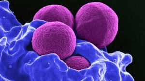 Understanding Bacteria: Their Role in Nature and Human Health Bacterial