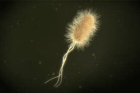 Understanding Bacteria: Their Role in Nature and Human Health Bacterial