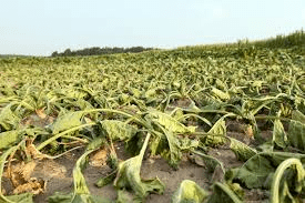 How to Prevent Agricultural Economic losses How to Prevent Agricultural Economic losses