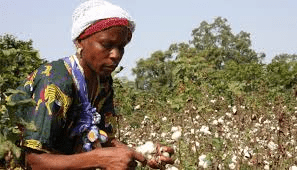 How to Prevent Agricultural Economic losses How to Prevent Agricultural Economic losses