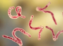 Treatment methods of Parasites Treatment methods of Parasites