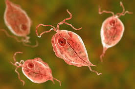Treatment methods of Parasites Treatment methods of Parasites