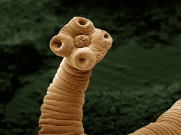 Treatment methods of Parasites Treatment methods of Parasites