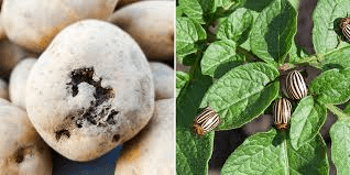 Cultural Control Methods of Pests and Diseases Cultural Control Methods of Pests and Diseases