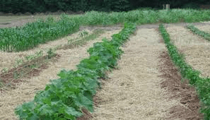 Cultural Control Methods of Pests and Diseases Cultural Control Methods of Pests and Diseases