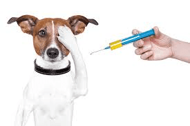 All About Animal Vaccination Animal Vaccination