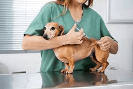 All About Animal Vaccination Animal Vaccination