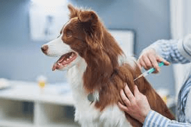 All About Animal Vaccination Animal Vaccination