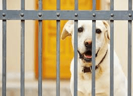 Understanding Animal Quarantine Animal Quarantine