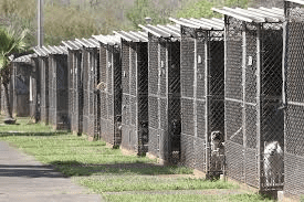 Understanding Animal Quarantine Animal Quarantine
