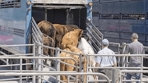 Understanding Animal Quarantine Animal Quarantine