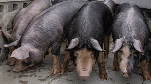 Different Meat Breeds Of Animals Different Meat breeds of Animals