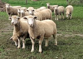 Different Meat Breeds Of Animals Different Meat breeds of Animals