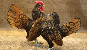 Different Meat Breeds Of Animals Different Meat breeds of Animals