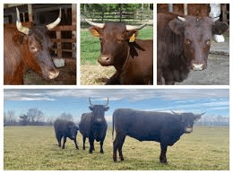 All About Heritage Animal Breeds Heritage Animal Breeds