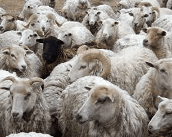 All About Heritage Animal Breeds Heritage Animal Breeds