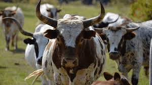 All About Heritage Animal Breeds Heritage Animal Breeds