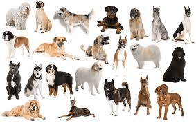 List Of Popular Working Breeds Of Animals Working Breeds Of Animals