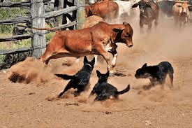 List Of Popular Working Breeds Of Animals Working Breeds Of Animals