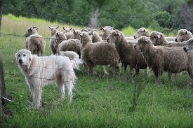 List Of Popular Working Breeds Of Animals Working Breeds Of Animals