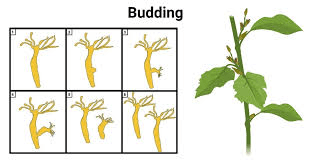 Plant Reproduction: Definition, Types and Examples Plant Reproduction: Definition, Types and Examples