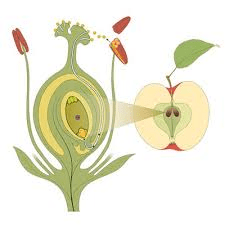 Plant Reproduction: Definition, Types and Examples Plant Reproduction: Definition, Types and Examples
