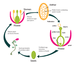 Plant Reproduction: Definition, Types and Examples Plant Reproduction: Definition, Types and Examples