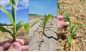 Plant Vegetative Growth: An Overview Plant Vegetative growth