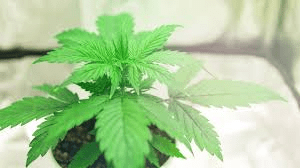 Plant Vegetative Growth: An Overview Plant Vegetative growth