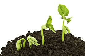 Factors and Types of Plant Germination Factors and Types of Plant Germination
