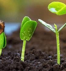 Factors and Types of Plant Germination Factors and Types of Plant Germination