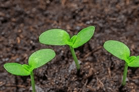Factors and Types of Plant Germination Factors and Types of Plant Germination