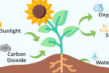 Understanding Plant Growth Processes Plant Growth processes