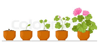 Understanding Plant Growth Processes Plant Growth processes