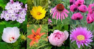 Perennial Plants Information: What Does Perennial Mean Perennial Plants Information: What Does Perennial Mean