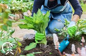 Perennial Plants Information: What Does Perennial Mean Perennial Plants Information: What Does Perennial Mean