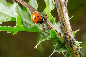 Biological Method of Pest Control Biological Method Of Pest Control