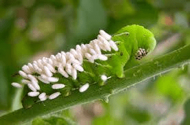 Biological Method of Pest Control Biological Method Of Pest Control