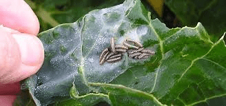 Biological Method of Pest Control Biological Method Of Pest Control
