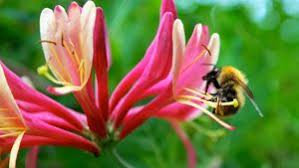 Different Methods of Plant Pollination Method of Pollination