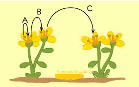 Different Methods of Plant Pollination Method of Pollination