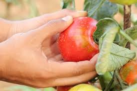 Harvesting Methods of Different Agricultural Produce Harvesting Methods of Different Agricultural Produce