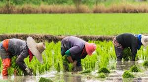 Harvesting Methods of Different Agricultural Produce Harvesting Methods of Different Agricultural Produce