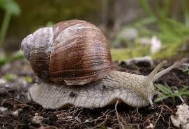 Types Of Edible Snails And Their Farming Guide