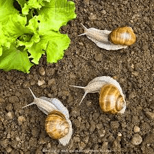 Types Of Edible Snails And Their Farming Guide