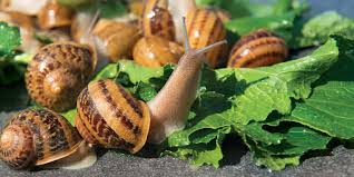 Types Of Edible Snails And Their Farming Guide