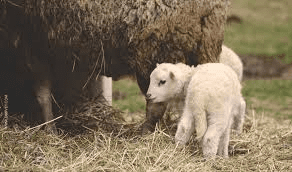 Effective Strategies for Lamb Care