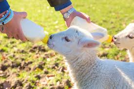 Effective Strategies for Lamb Care