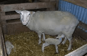 Effective Strategies for Lamb Care